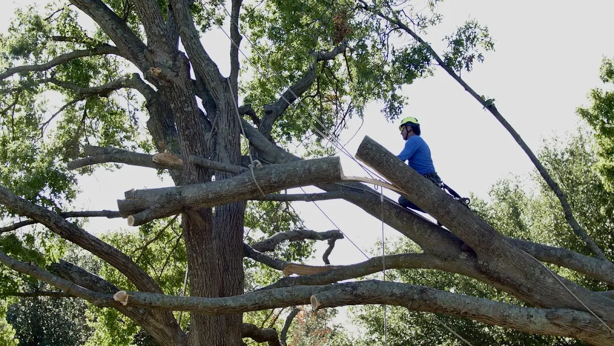 Professional Crown Thinning performed by certified arborists in Block Island